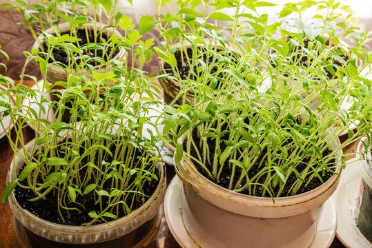 Tomato seedlings in plastic buckets with soil, indoors