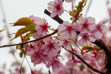 木の先に咲いたピンク色の花