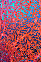 Sea Fan, Sea Whips, Gorgonian, Coral Reef, Lembeh, North Sulawesi, Indonesia, Asia