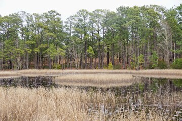 Obraz premium Carolina Beach State Park in North Carolina USA