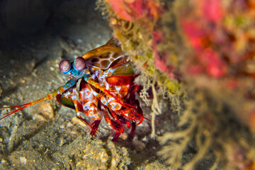 Mantis Shrimp, Peacock Mantis, Odomodactylus scylla, Coral Reef, Lembeh, North Sulawesi, Indonesia, Asia