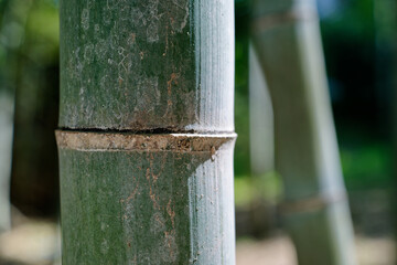 bamboo close-up in a bamboo forest, Karatsu, Japan