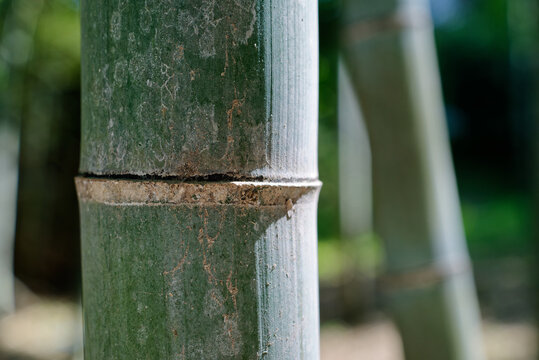 bamboo close-up in a bamboo forest, Karatsu, Japan