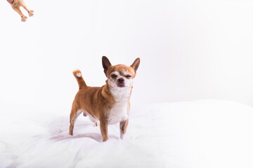 Cute little brown chihuahua with sceptic face looking at camera