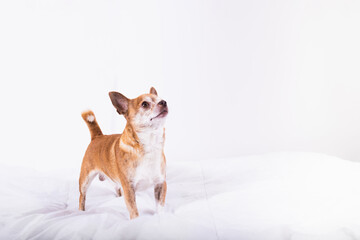 Cute little brown chihuahua looking overhead with copy space