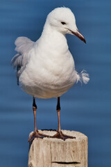 Portrait of a seagull perched on a post