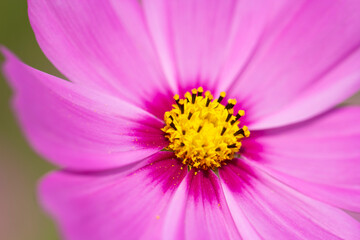 close up pink cosmo flower