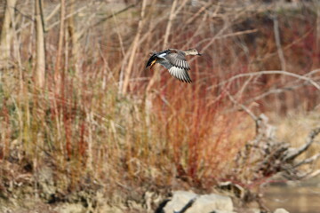 Gadwall Duck in flight along wetlands