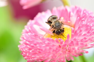 dead bee on a purple flower