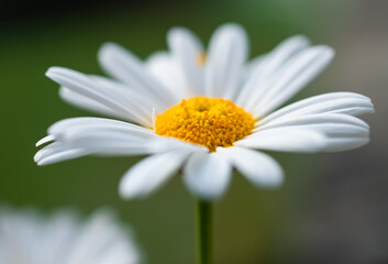 Obraz premium Leucanthemum vulgare Margerite Blume Blüte blauer Himmel Freisteller isoliert Symbol Liebe Sonne Sommer Frühling Makro Selektive Schärfe Fokus Garten Pflanze weiß gelb Silhouette seitlich Kontur
