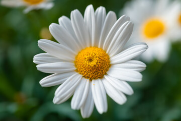 Obraz premium Margerite Leucanthemum vulgare Blume Blüte blauer Himmel Freisteller isoliert Symbol Liebe Sonne Sommer Frühling Makro Selektive Schärfe Fokus Garten Pflanze weiß gelb Symbol Daisy Sauerland 