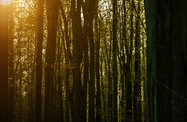 Abstract dark and gloomy picture of a dense forest with closely standing tree trunks and the sun in the background, dark green mood.