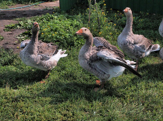 A flock of domestic geese