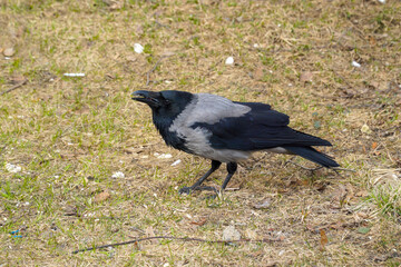 A gray crow stands on the grass and croaks.