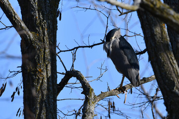 Adult Back Crowned Night Heron resting in a tree along marsh