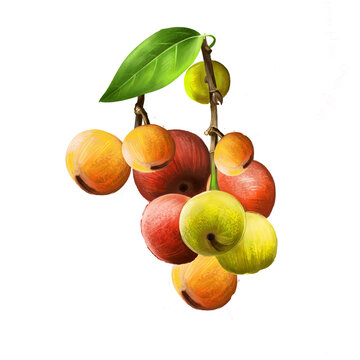 Cluster fig isolated on white background. Ficus racemosa. Ficus glomerata. Species of plant in Moraceae. Cluster fig tree, Indian fig tree or goolar gular fig. Fruits of world collection. Digital art