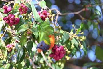 A rainbow lorikeet hanging down in a tree full of berries