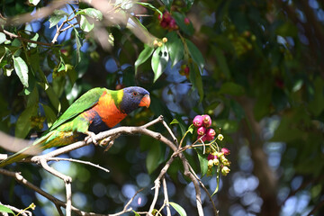 A hungry rainbow lorikeet perched on a branch, looking at a some berries to eat