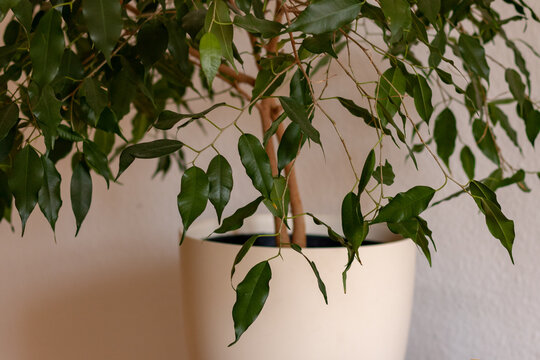 Houseplant (Ficus benjamina) in a white pot against wall in home office. 