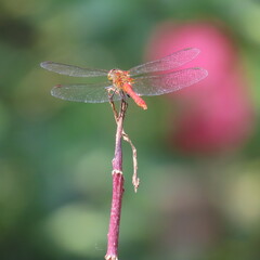 Sympetrum vulgatum,gemeine Heidelibelle