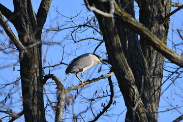 Adult Back Crowned Night Heron perched in a tree along marsh