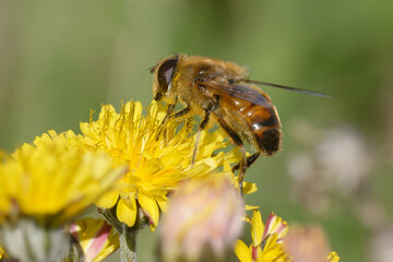 Common drone fly (Eristalis tenax) on a flower