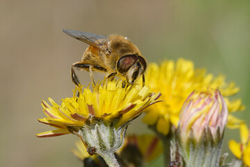 Common drone fly (Eristalis tenax) on a flower
