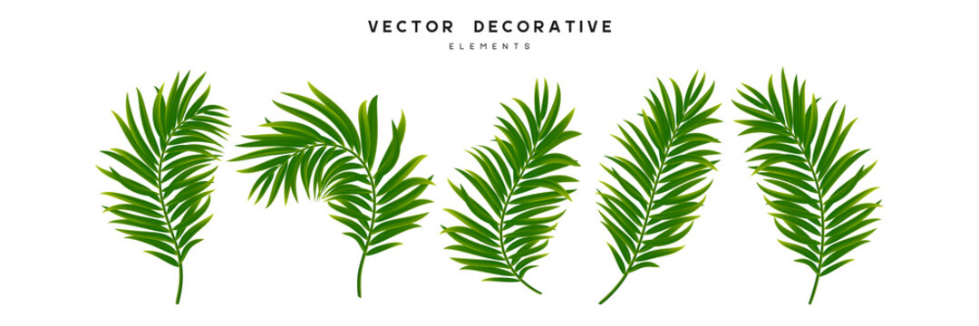 Set of palm leaves isolated on white background. Exotic tropical leaves for summer jungle design. Vector illustration.