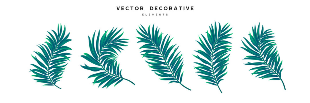 Set of palm leaves isolated on white background. Exotic tropical leaves for summer jungle design. Vector illustration.
