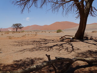 tree in the foreground and the namib desert in the background