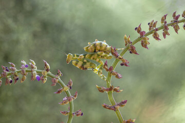 Jeweled Flower Mantis on Wild Flowers