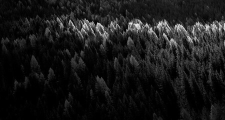 black and white snow