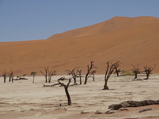 dead vlei in sossusvlei in namib desert