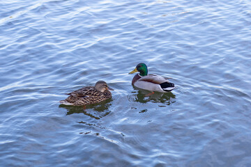 Wild waterfowl ducks swim on a clean lake on a sunny summer day in Russia