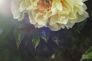 peony flower close up on dark green background. tree pion. Spring or summer card