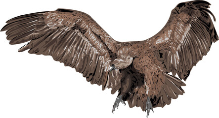 Vulture flying  - stylized vector art