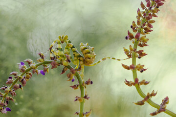 Jeweled Flower Mantis on Wild Flowers