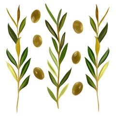 set of olives and olive branches illustration