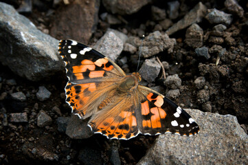 butterfly on the ground