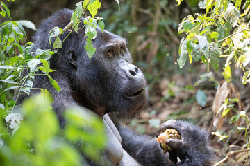 gorila východní nižinná © Ondrej