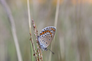 Reverdin's blue (Plebejus argyrognomon) butterfly resting and sleeping in grass. Common little blue butterfly in natural habitat