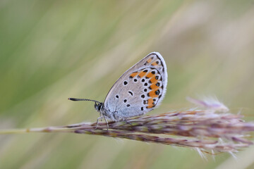 Fototapeta na wymiar Reverdin's blue (Plebejus argyrognomon) butterfly resting and sleeping in grass. Common little blue butterfly in natural habitat