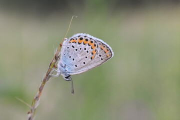 Silver-studded blue (Plebejus argus) butterfly resting and sleeping in grass. Common little blue butterfly in natural habitat