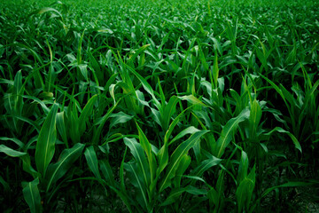 Obraz premium green field