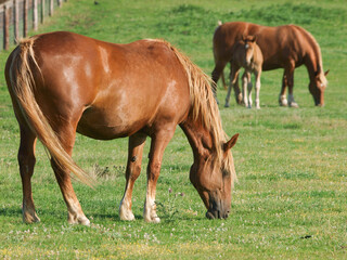 Naklejka na ściany i meble Rare Breed Suffolk Horses
