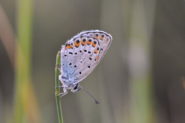 Silver-studded blue (Plebejus argus) butterfly resting and sleeping in grass. Common little blue butterfly in natural habitat
