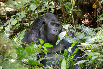 Obraz premium gorila východní nižinná