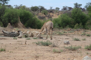 a giraffe with bird on it