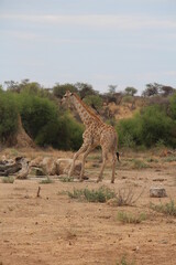 a giraffe with bird on it