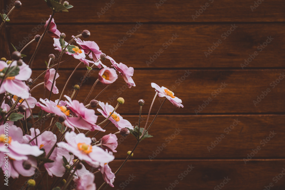 Sticker Closeup shot of beautiful pink Anemone flowers blooming in a garden